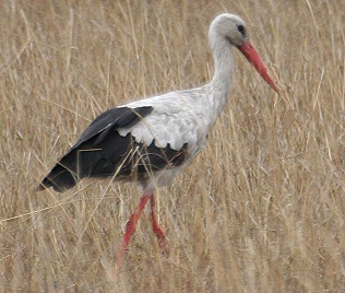 Weißstorch, Masai Mara