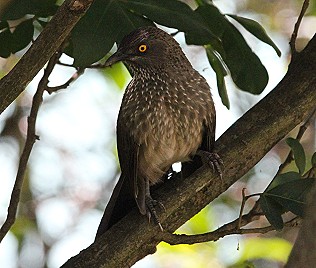 Vögel Ostafrika
