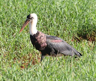 Wollhalsstorch, Tsavo Ost National Park