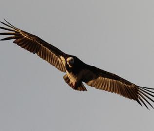 Wollkopfgeier, Trigonoceps occipitalis, White-Headed Vulture