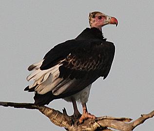 Wollkopfgeier, Trigonoceps occipitalis, White-Headed Vulture