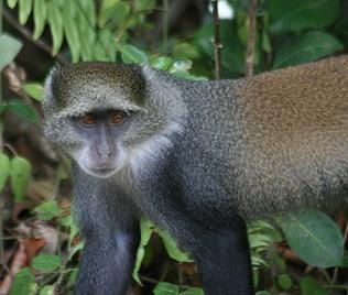 Sansibar-Diademmeerkatze (Cercopithecus mitis albogularis)