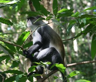 Sansibar-Diademmeerkatze (Cercopithecus mitis albogularis)