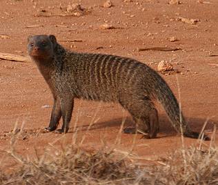 Zebramanguste, mungos mungo