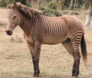 Zebroid, Kenya