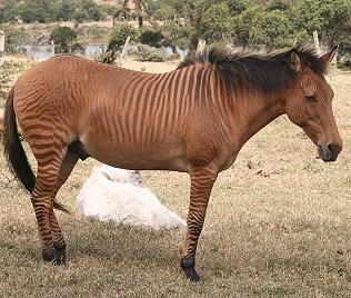 Zebroid