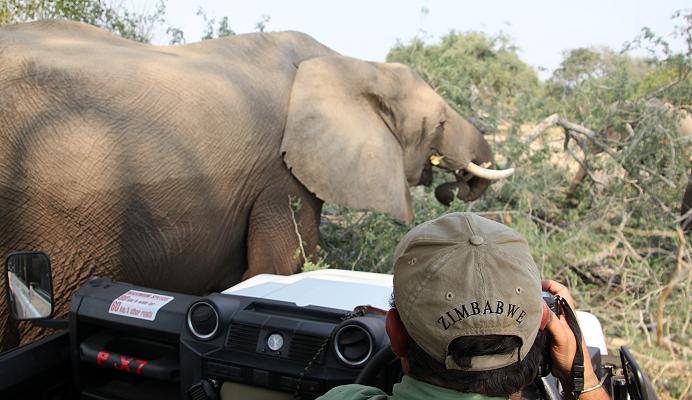 Ruckomechi game drive / Mana Pools National Park