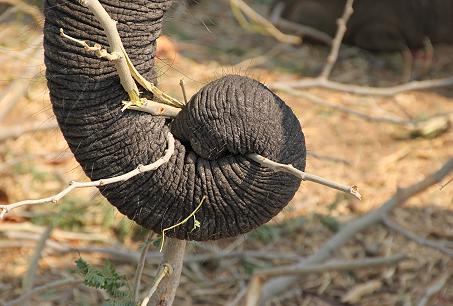 Ruckomechi game drive / Mana Pools National Park