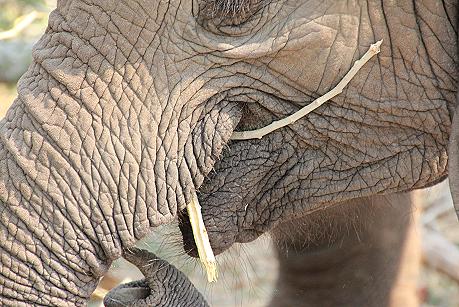 Ruckomechi game drive / Mana Pools National Park