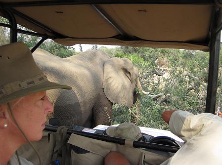 Ruckomechi game drive / Mana Pools National Park