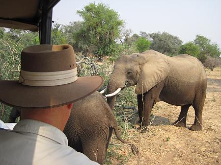 Ruckomechi game drive / Mana Pools National Park