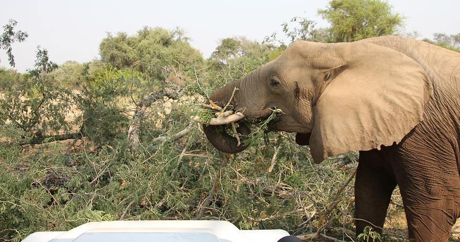 Ruckomechi game drive / Mana Pools National Park