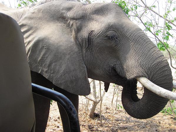 Ruckomechi game drive / Mana Pools National Park