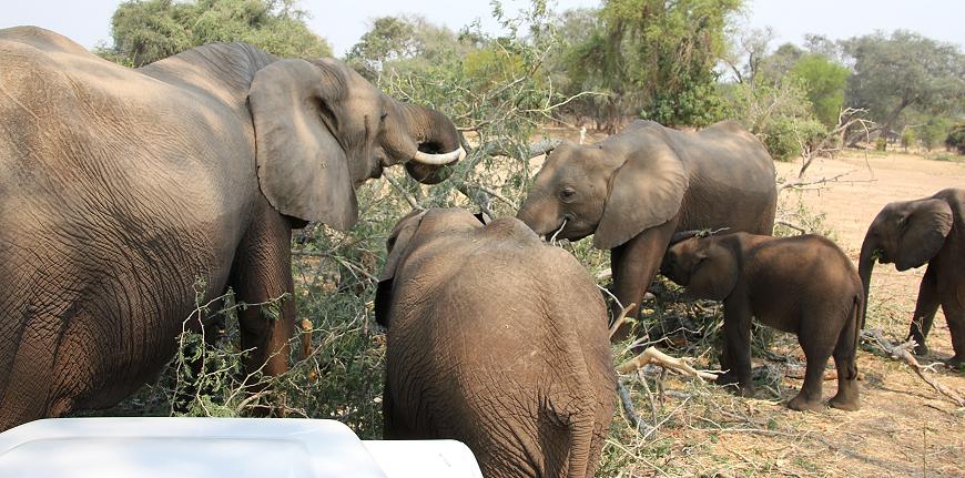 Ruckomechi game drive / Mana Pools National Park