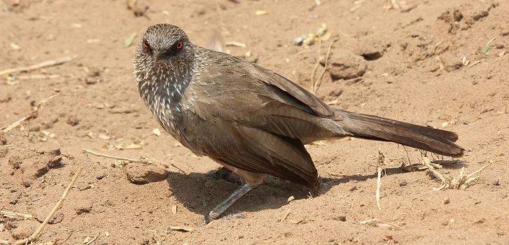 Große Kudus - Ruckomechi, Zimbabwe