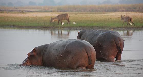 Zambesi Bush Camp 3 - Ilala, mana pools national park