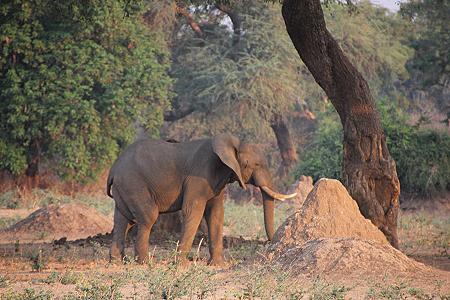 Zambesi Bush Camp 3 - Ilala, mana pools national park