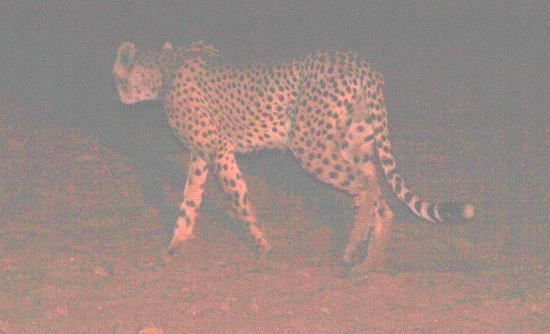 cheetah by night