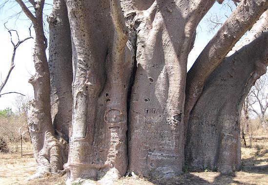 Big Tree / Zambesi Drive, Zimbabwe