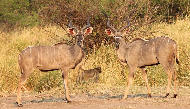 Große Kudus - Ruckomechi, Zimbabwe