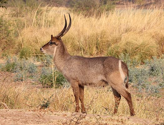 Elypsenwasserbock - Ruckomechi, Simbabwe