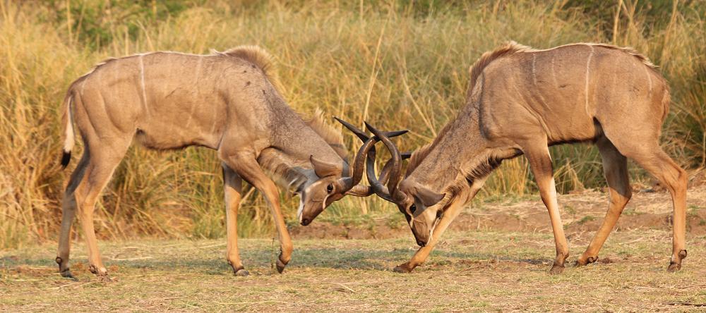 Große Kudus - Ruckomechi, Simbabwe
