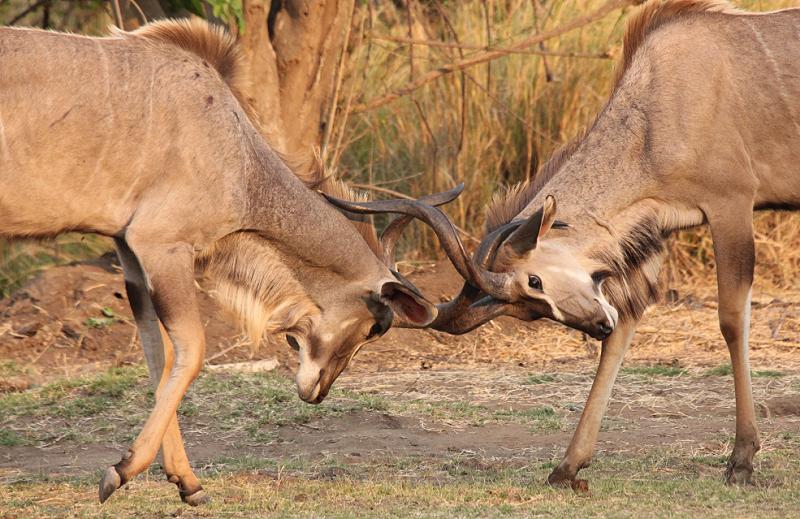 Große Kudus - Ruckomechi, Simbabwe