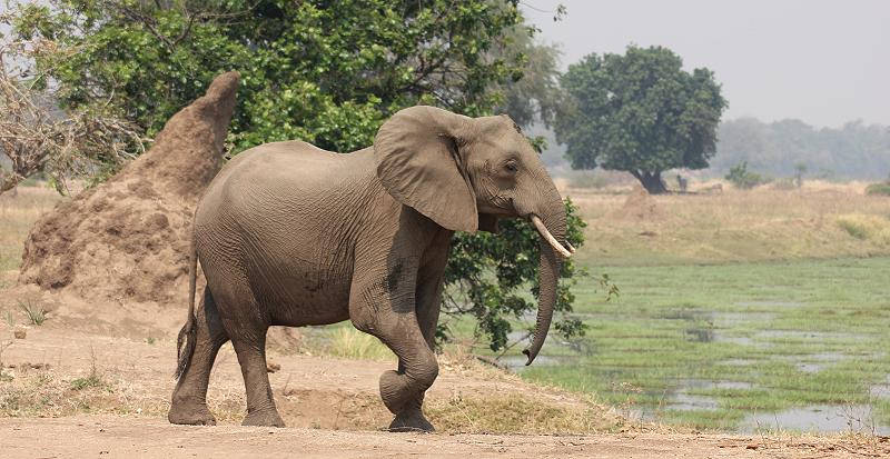Elefant - Ruckomechi, Simbabwe