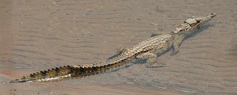 Ruckomechi bush walk / Mana Pools National Park