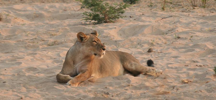 Löwen im Mana Pools National Park