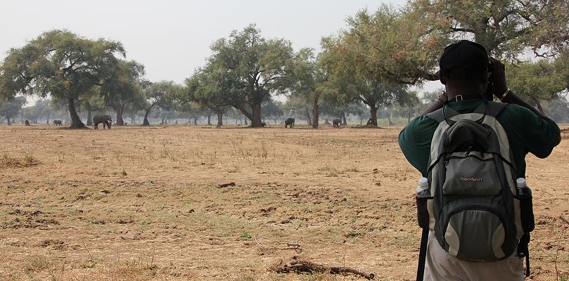 bush walk with Henry Bandure - Mana Pools National Park