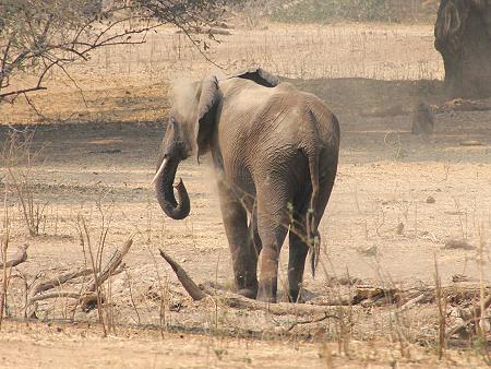 bush walk with Henry Bandure - Mana Pools National Park