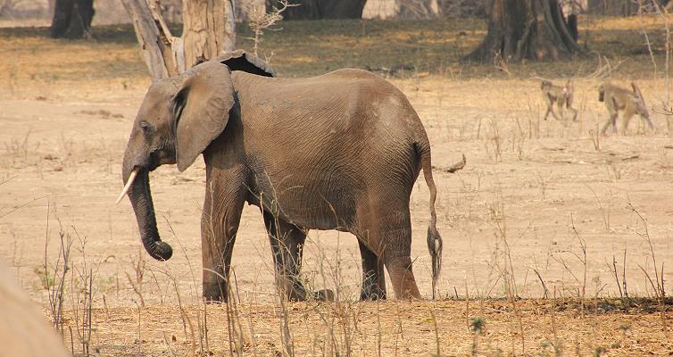 bush walk with Henry Bandure - Mana Pools National Park