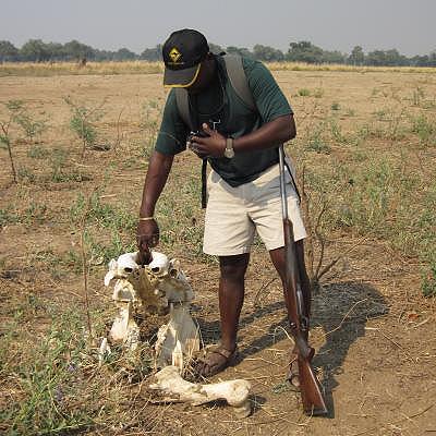 bush walk with Henry Bandure - Mana Pools National Park