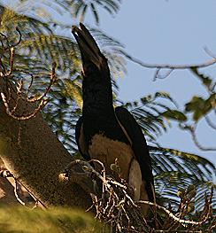 Ilala Lodge, Victoria Falls
