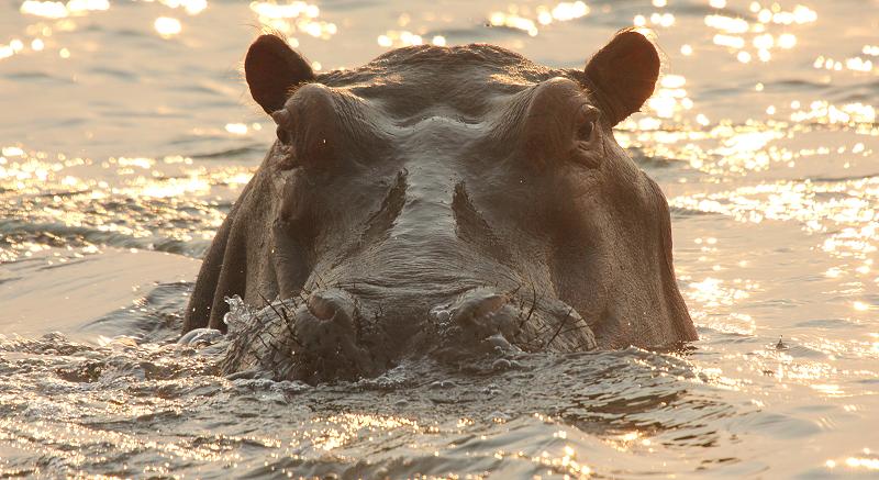 mit dem Kanu auf dem Zambesi, mana pools canoe trail