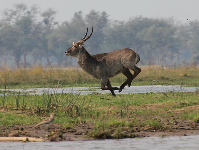 mit dem Kanu auf dem Sambesi, mana pools canoe trail