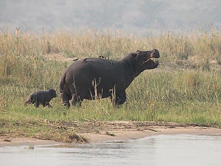 mit dem Kanu auf dem Sambesi, mana pools canoe trail