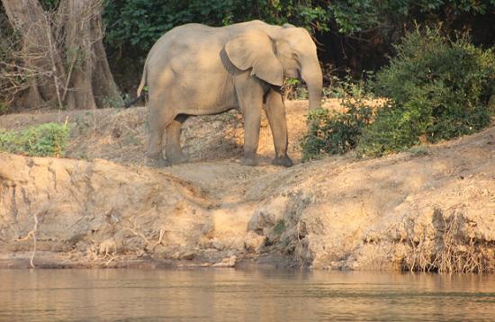 mit dem Kanu auf dem Sambesi, mana pools canoe trail