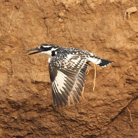 birdwatching - ponton boat, Zambesi