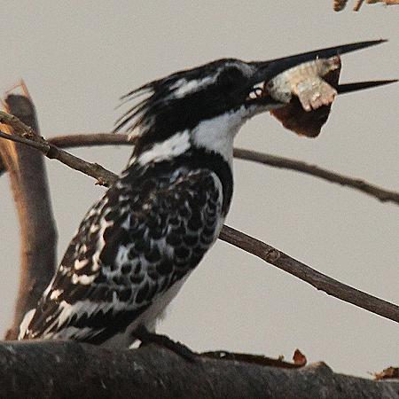 birdwatching - ponton boat, Zambesi