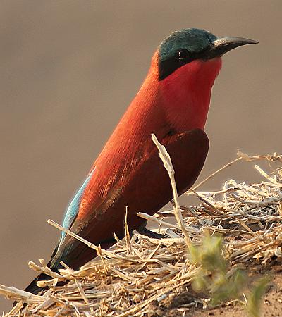 birdwatching - ponton boat, Zambesi