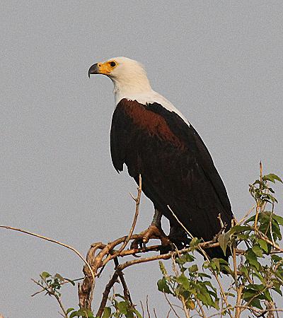 birdwatching - ponton boat, Zambesi