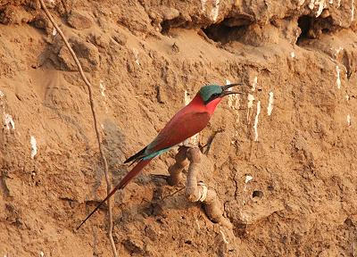 birdwatching - ponton boat, Zambesi