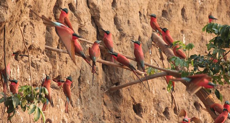 birdwatching - ponton boat, Zambesi