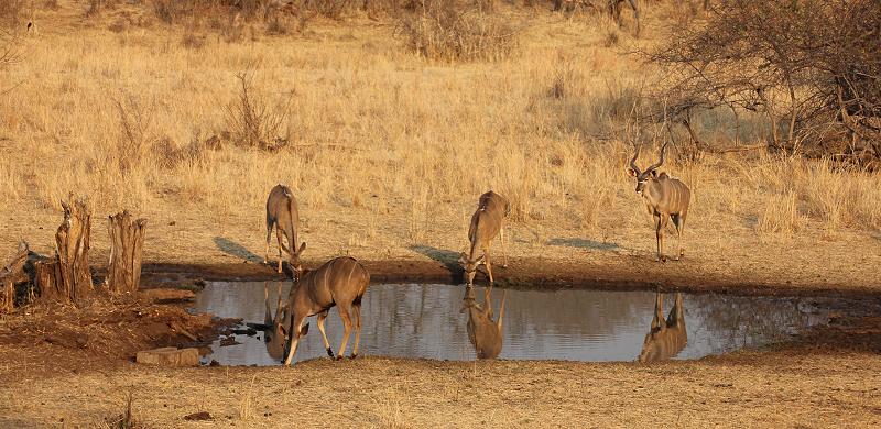 Old Ursula Camp - Stanley and Livingstone private game reserve
