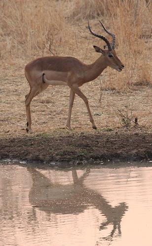 Old Ursula Camp - Stanley and Livingstone private game reserve