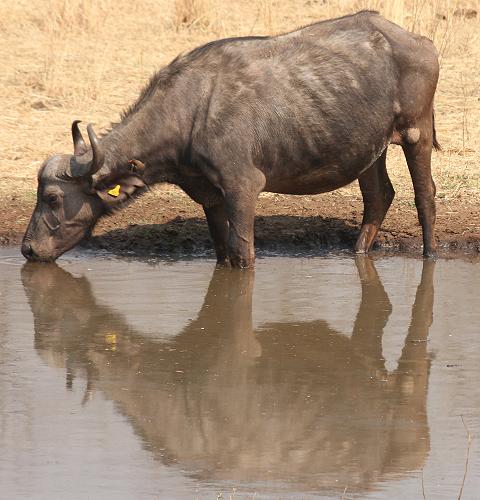 Old Ursula Camp - Stanley and Livingstone private game reserve