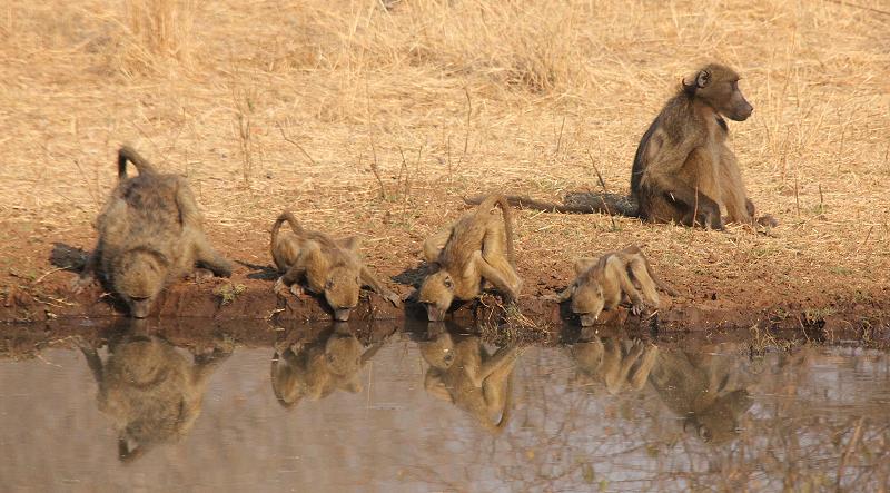 Old Ursula Camp - Stanley and Livingstone private game reserve