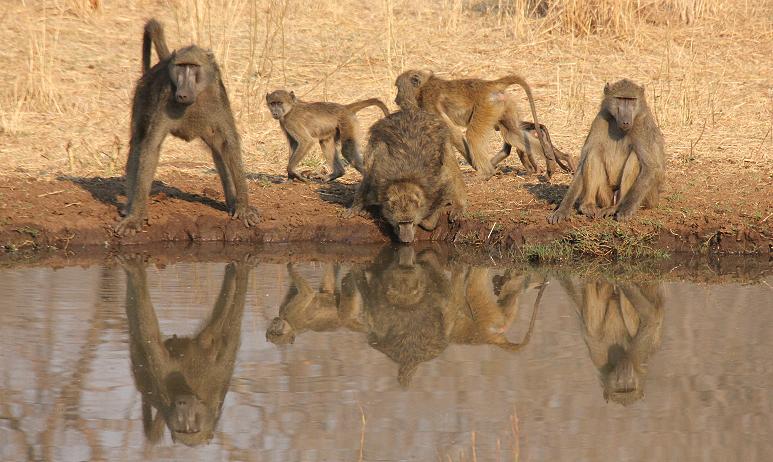 Old Ursula Camp - Stanley and Livingstone private game reserve